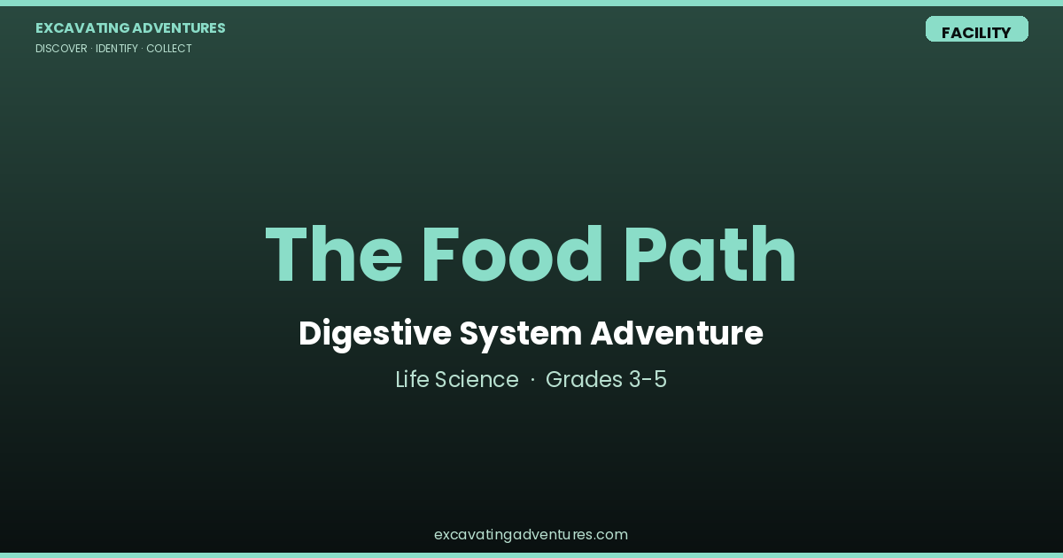 The Food Path: Digestive System Adventure