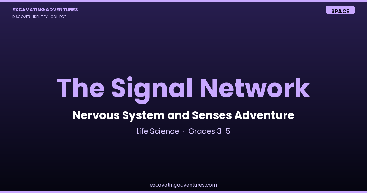 The Signal Network: Nervous System and Senses Adventure