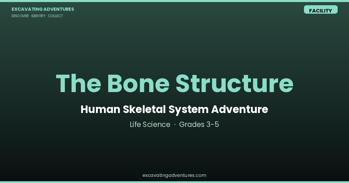 The Bone Structure: Skeletal System Adventure