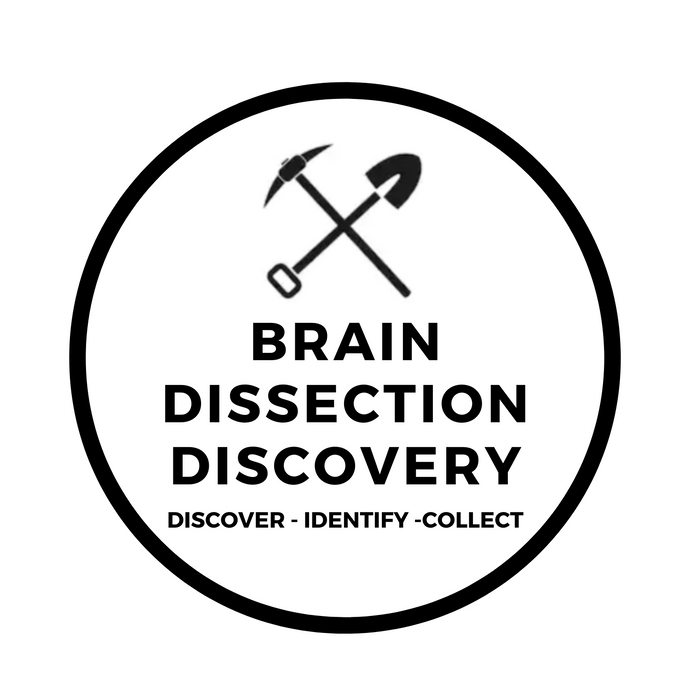 BRAIN DISSECTION DISCOVERY