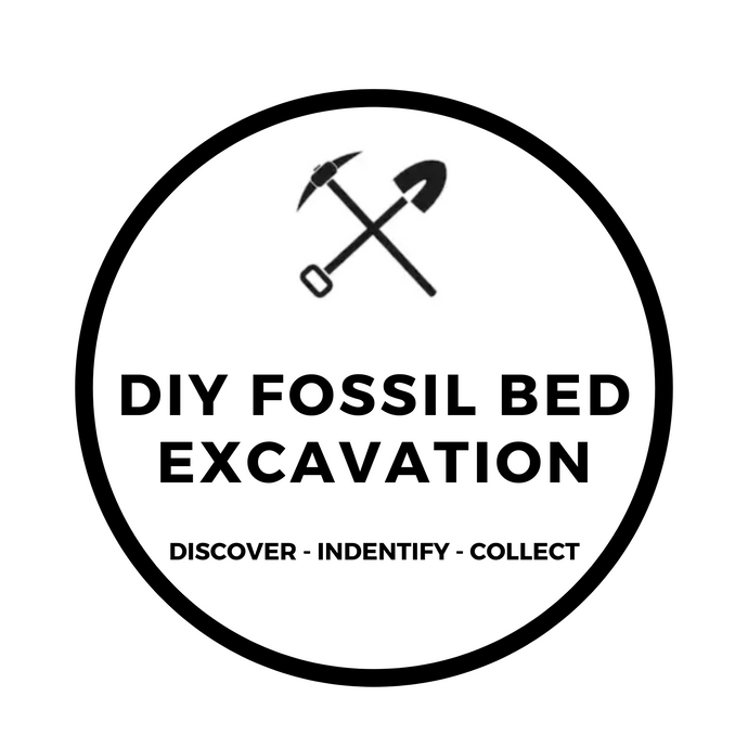 DIY FOSSIL BED EXCAVATION