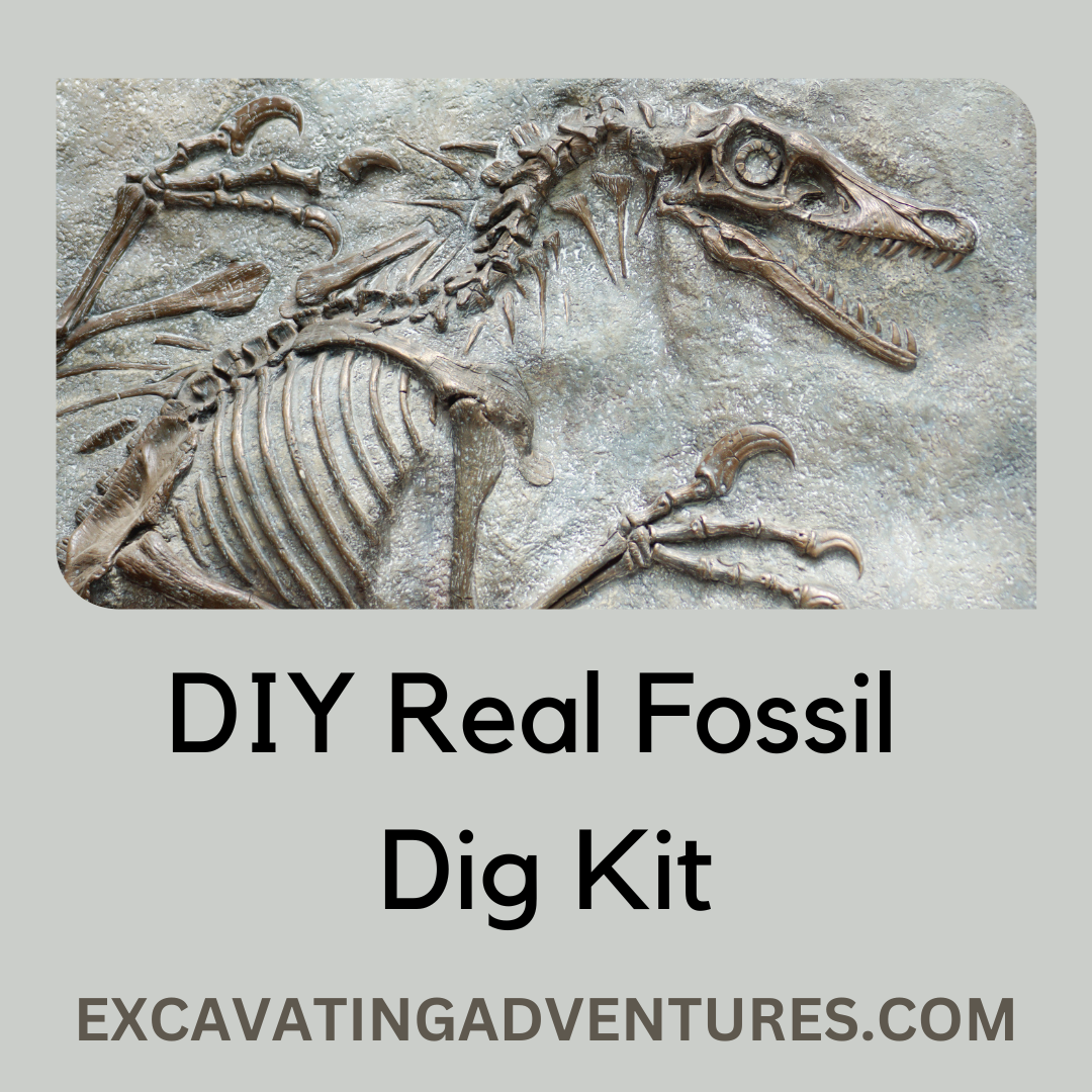 Learn how to make a DIY Real Fossil Dig Kit