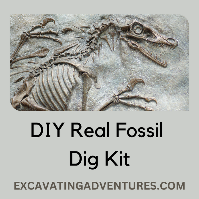 DIY Real Fossil Dig Kit