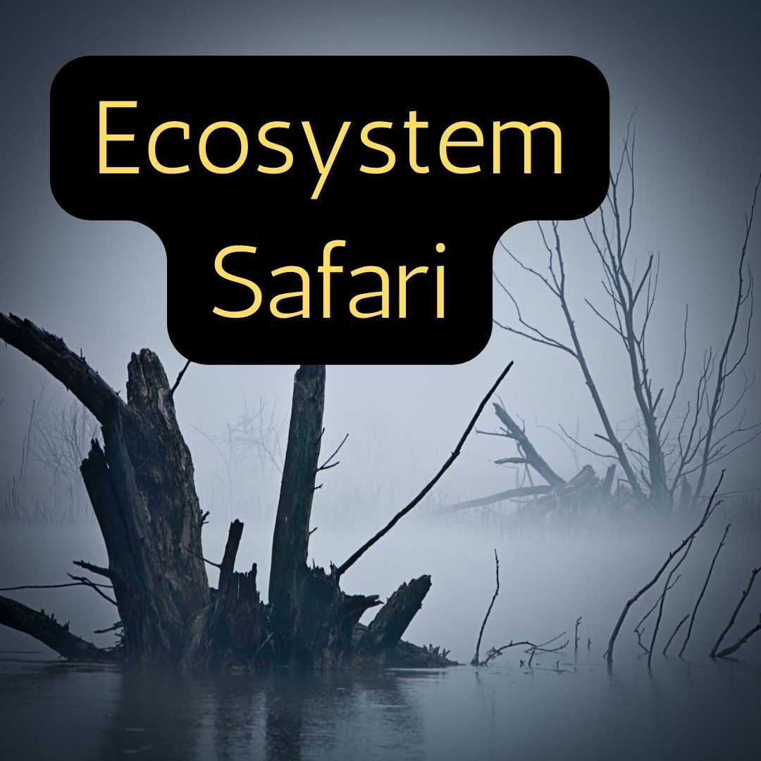 ECOSYSTEM SAFARI INSTRUCTIONS