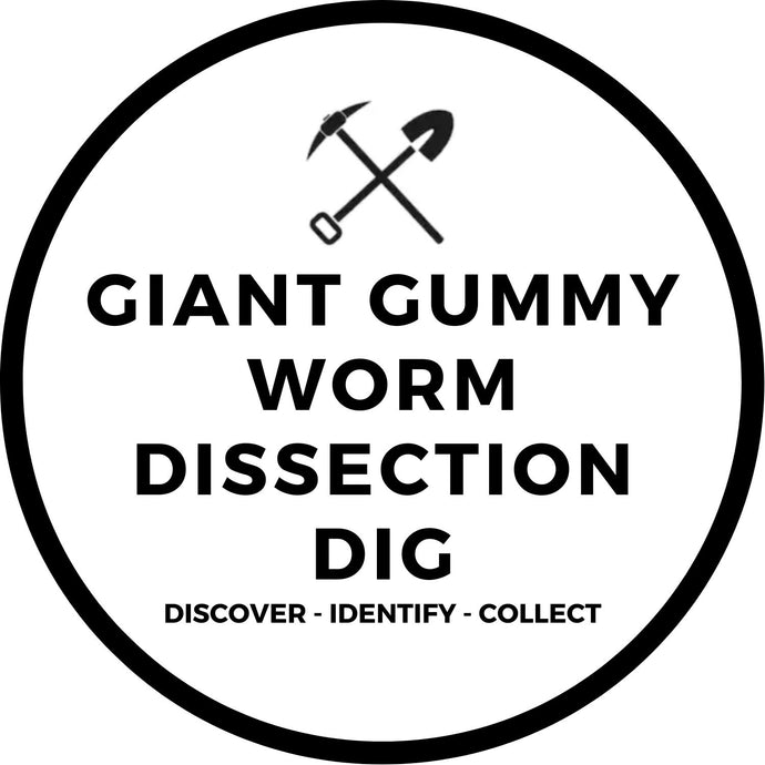 GIANT GUMMY WORM DISSECTION DIG