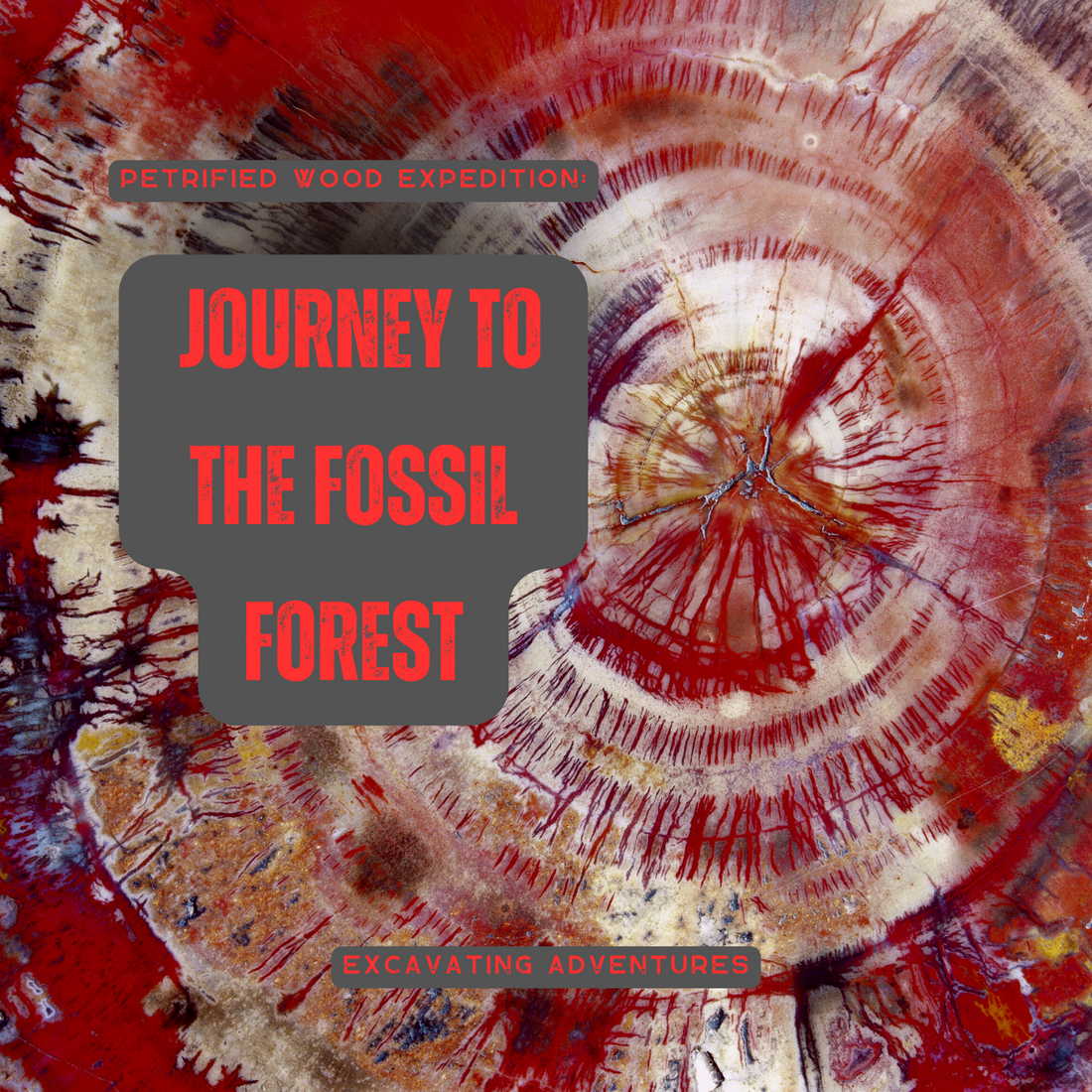 Petrified wood, nature's time capsules, are ancient trees turned into stone, revealing stories of prehistoric forests with vibrant colors and patterns waiting to be discovered and explored.