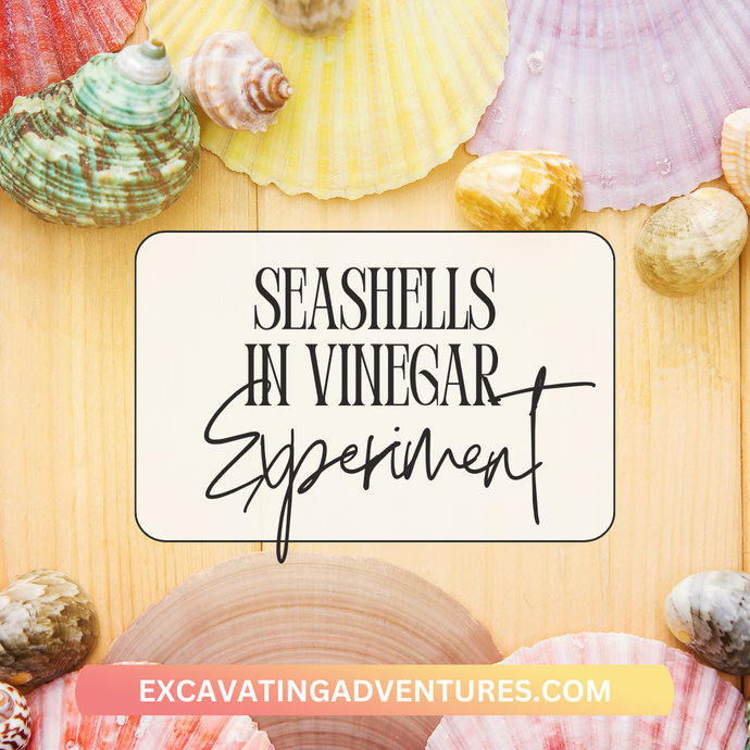 Seashells in Vinegar Experiment