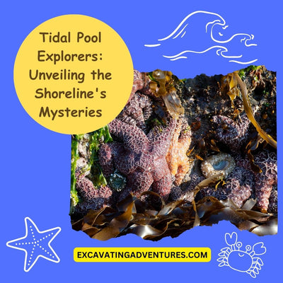 Tidal Pool Explorers: Unveiling the Shoreline's Mysteries
