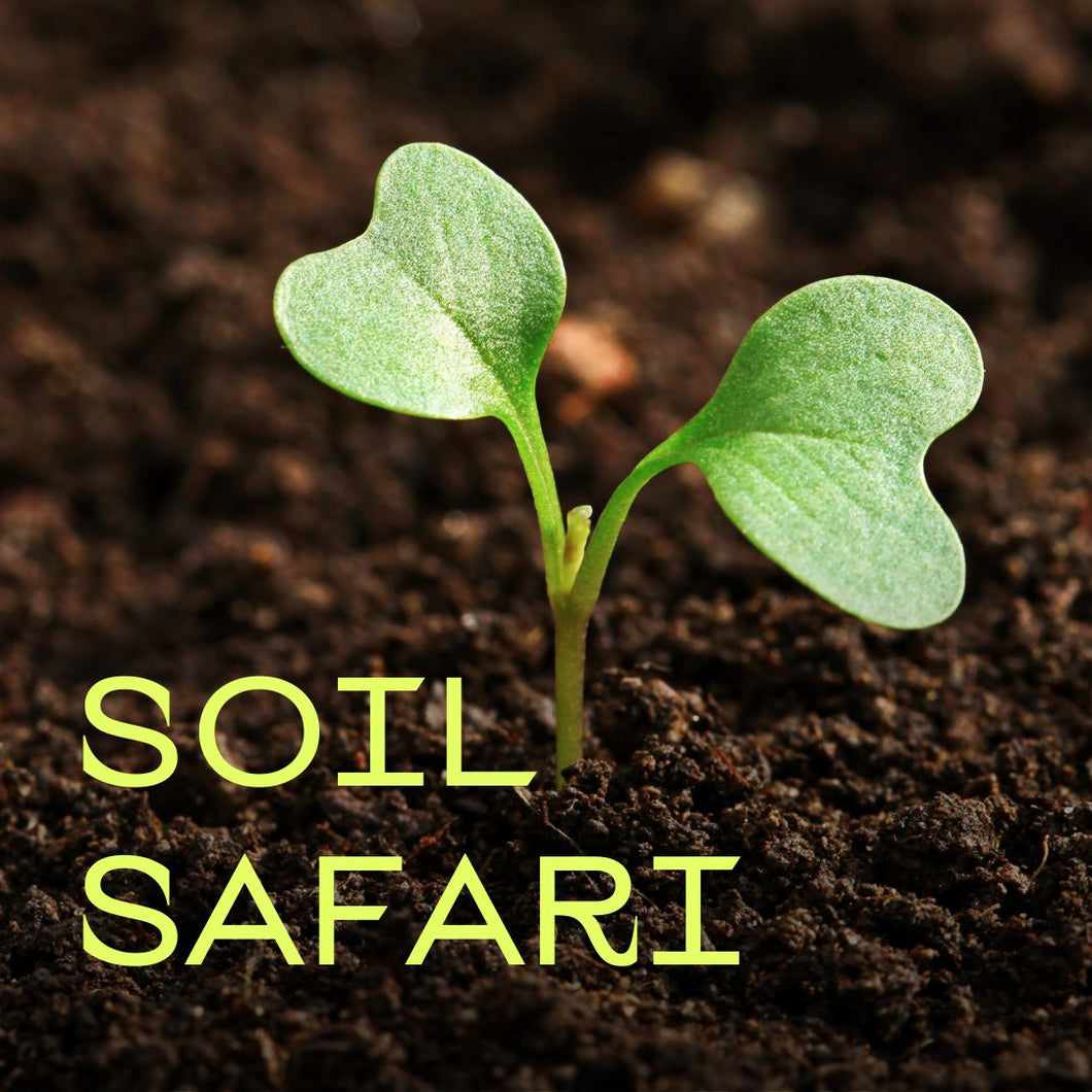 Soil Safari: Soil and Plants